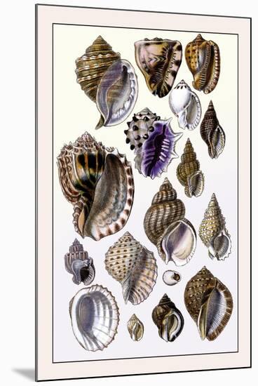Shells: Purpurifera-G.b. Sowerby-Mounted Art Print