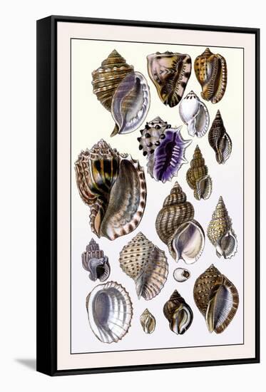 Shells: Purpurifera-G.b. Sowerby-Framed Stretched Canvas