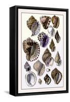 Shells: Purpurifera-G.b. Sowerby-Framed Stretched Canvas