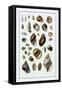 Shells: Sessile Cirripedes-G.b. Sowerby-Framed Stretched Canvas