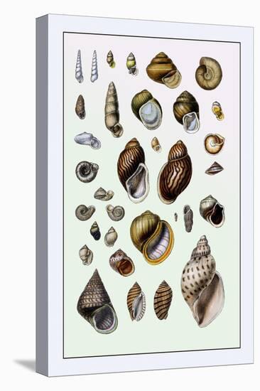 Shells: Sessile Cirripedes-G.b. Sowerby-Stretched Canvas
