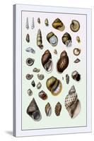 Shells: Sessile Cirripedes-G.b. Sowerby-Stretched Canvas