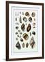 Shells: Sessile Cirripedes-G.b. Sowerby-Framed Art Print