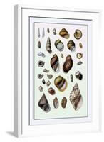 Shells: Sessile Cirripedes-G.b. Sowerby-Framed Art Print