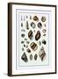 Shells: Sessile Cirripedes-G.b. Sowerby-Framed Art Print