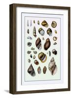 Shells: Sessile Cirripedes-G.b. Sowerby-Framed Art Print