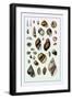 Shells: Sessile Cirripedes-G.b. Sowerby-Framed Art Print