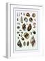 Shells: Sessile Cirripedes-G.b. Sowerby-Framed Art Print