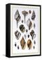 Shells: Sessile Cirripedes-G.b. Sowerby-Framed Stretched Canvas