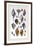 Shells: Sessile Cirripedes-G.b. Sowerby-Framed Art Print