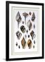 Shells: Sessile Cirripedes-G.b. Sowerby-Framed Art Print