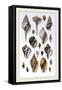 Shells: Sessile Cirripedes-G.b. Sowerby-Framed Stretched Canvas