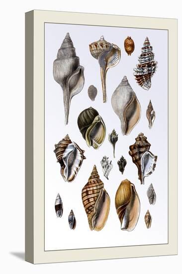 Shells: Sessile Cirripedes-G.b. Sowerby-Stretched Canvas