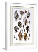 Shells: Sessile Cirripedes-G.b. Sowerby-Framed Art Print