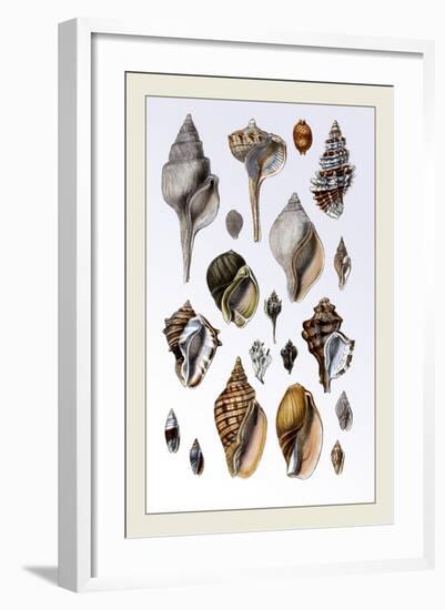 Shells: Sessile Cirripedes-G.b. Sowerby-Framed Art Print