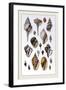 Shells: Sessile Cirripedes-G.b. Sowerby-Framed Art Print