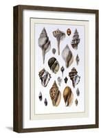 Shells: Sessile Cirripedes-G.b. Sowerby-Framed Art Print