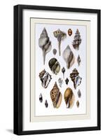 Shells: Sessile Cirripedes-G.b. Sowerby-Framed Art Print