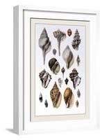 Shells: Sessile Cirripedes-G.b. Sowerby-Framed Art Print