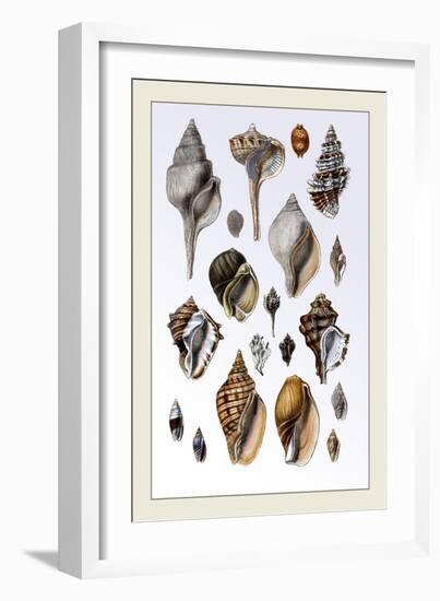 Shells: Sessile Cirripedes-G.b. Sowerby-Framed Art Print