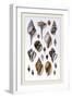 Shells: Sessile Cirripedes-G.b. Sowerby-Framed Art Print