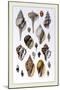 Shells: Sessile Cirripedes-G.b. Sowerby-Mounted Art Print