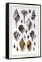 Shells: Sessile Cirripedes-G.b. Sowerby-Framed Stretched Canvas