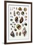 Shells: Sessile Cirripedes-G.b. Sowerby-Framed Art Print