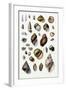 Shells: Sessile Cirripedes-G.b. Sowerby-Framed Art Print