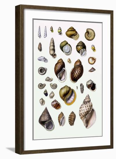 Shells: Sessile Cirripedes-G.b. Sowerby-Framed Art Print