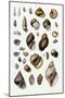 Shells: Sessile Cirripedes-G.b. Sowerby-Mounted Art Print