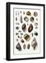 Shells: Sessile Cirripedes-G.b. Sowerby-Framed Art Print