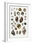 Shells: Sessile Cirripedes-G.b. Sowerby-Framed Art Print