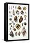 Shells: Sessile Cirripedes-G.b. Sowerby-Framed Stretched Canvas