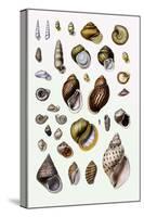 Shells: Sessile Cirripedes-G.b. Sowerby-Stretched Canvas