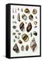 Shells: Sessile Cirripedes-G.b. Sowerby-Framed Stretched Canvas