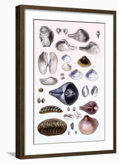 Shells: Sessile Cirripedes-G.b. Sowerby-Framed Art Print