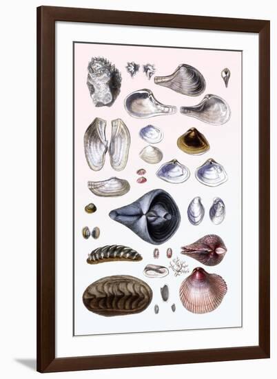 Shells: Sessile Cirripedes-G.b. Sowerby-Framed Art Print