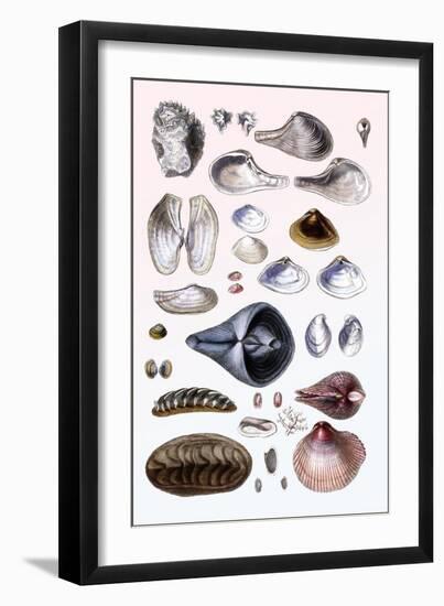 Shells: Sessile Cirripedes-G.b. Sowerby-Framed Art Print