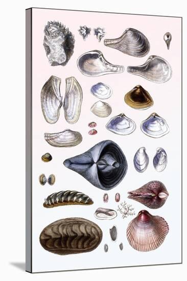 Shells: Sessile Cirripedes-G.b. Sowerby-Stretched Canvas