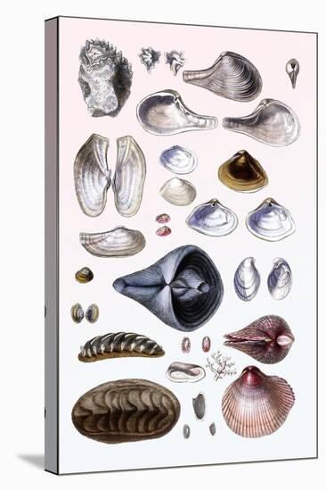 Shells: Sessile Cirripedes-G.b. Sowerby-Stretched Canvas