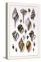 Shells: Sessile Cirripedes-G.b. Sowerby-Stretched Canvas