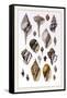 Shells: Sessile Cirripedes-G.b. Sowerby-Framed Stretched Canvas