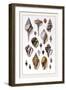 Shells: Sessile Cirripedes-G.b. Sowerby-Framed Art Print