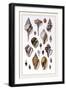 Shells: Sessile Cirripedes-G.b. Sowerby-Framed Art Print