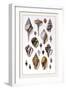 Shells: Sessile Cirripedes-G.b. Sowerby-Framed Art Print