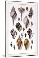 Shells: Sessile Cirripedes-G.b. Sowerby-Mounted Art Print