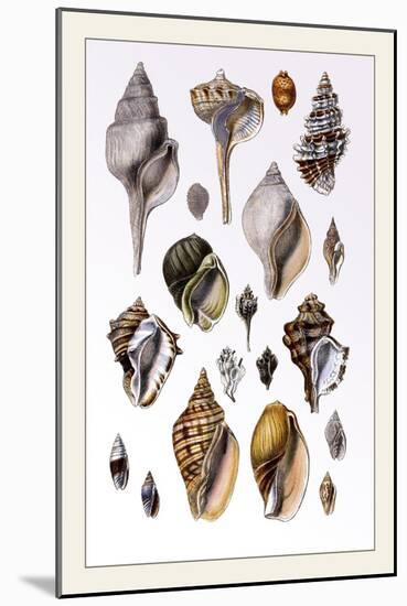 Shells: Sessile Cirripedes-G.b. Sowerby-Mounted Art Print