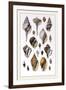 Shells: Sessile Cirripedes-G.b. Sowerby-Framed Art Print