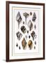 Shells: Sessile Cirripedes-G.b. Sowerby-Framed Art Print